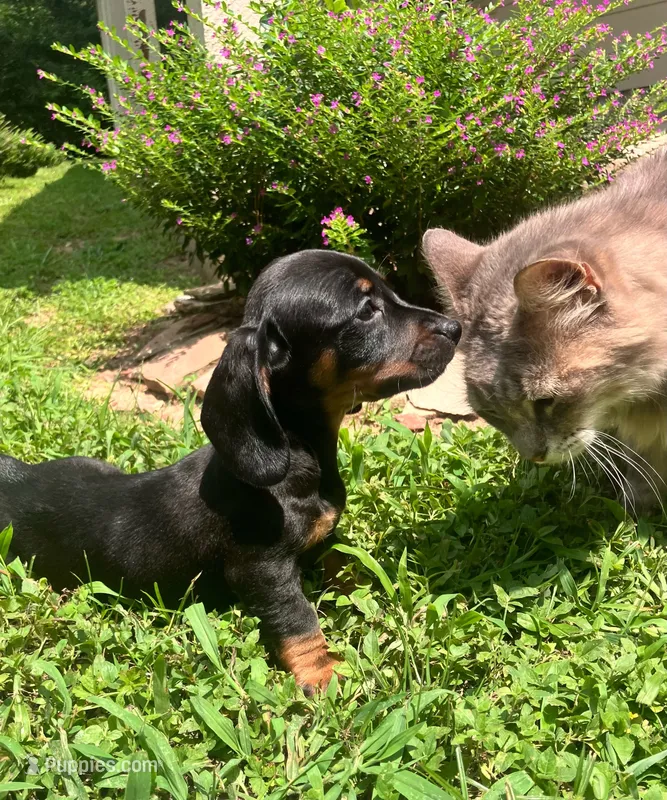 Toebiter - Dark Brown Collar  – Miniature Dachshund puppy for sale in Waller, TX