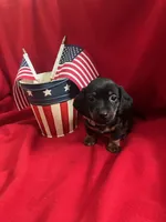 Prince - Gray Collar , a male Miniature Dachshund for sale in Waller, TX – 1 of 2