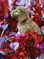 Arrow, a male Miniature Goldendoodle for sale in West Frankfort, IL – Photo 2 of 2