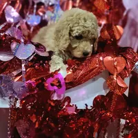 Valentina, a female Miniature Goldendoodle for sale in West Frankfort, IL – Photo 1 of 2