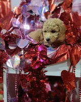 Valentina, a female Miniature Goldendoodle for sale in West Frankfort, IL – Photo 2 of 2