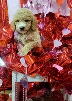 Cupid, a male Miniature Goldendoodle for sale in West Frankfort, IL – Photo 1 of 2