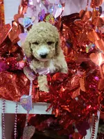 Cupid, a male Miniature Goldendoodle for sale in West Frankfort, IL – Photo 2 of 2