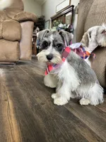 Tugger , a male Miniature Schnauzer for sale in Henderson, TX – 3 of 3