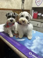 Tugger , a male Miniature Schnauzer for sale in Henderson, TX – 2 of 3