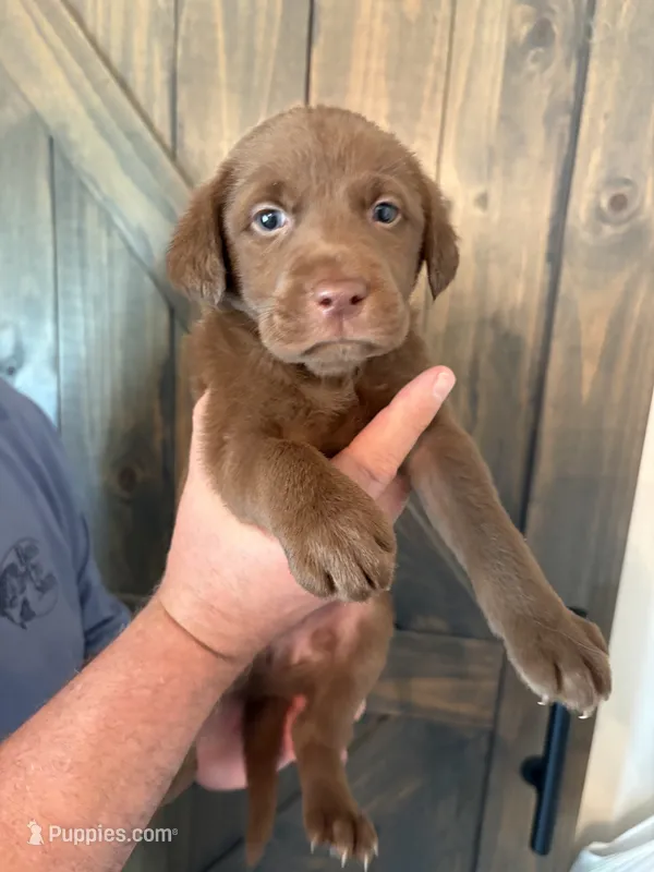 Storm  – Labrador Retriever puppy for sale in Lincolnton, NC