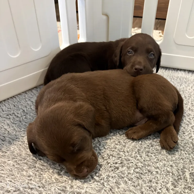 Storm  – Labrador Retriever puppy for sale in Lincolnton, NC