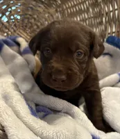 Storm , a male Labrador Retriever for sale in Lincolnton, NC – 1 of 3