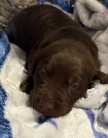Storm , a male Labrador Retriever for sale in Lincolnton, NC – 3 of 3