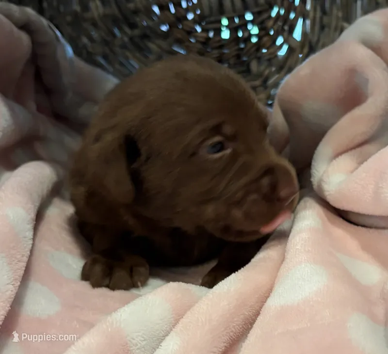 Belle , a female Labrador Retriever for sale in Lincolnton, NC – 1 of 3