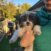 Benson, a male Maltese and Shih Tzu for sale in Allendale, MI – 3 of 6