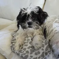 Elliott, a male Maltese and Shih Tzu for sale in Allendale, MI – 2 of 4