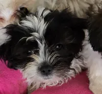 Elliott, a male Maltese and Shih Tzu for sale in Allendale, MI – 4 of 4