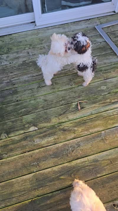 Benson, a male Maltese and Shih Tzu for sale in Allendale, MI – 6 of 6