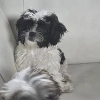 Benson, a male Maltese and Shih Tzu for sale in Allendale, MI – 5 of 6