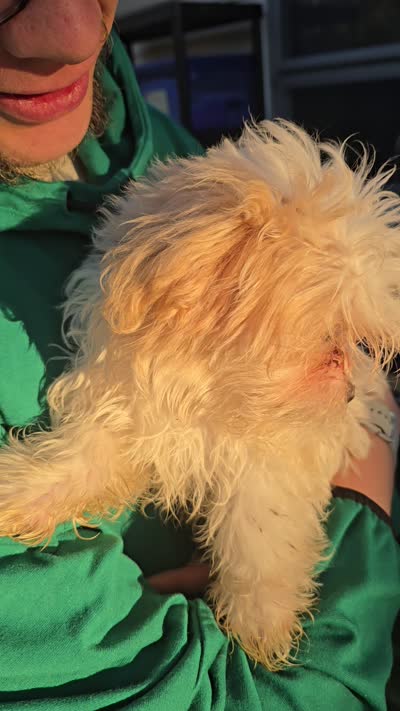 Little Buddy, a male Maltese and Shih Tzu for sale in Allendale, MI – 5 of 5