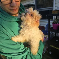 Little Buddy, a male Maltese and Shih Tzu for sale in Allendale, MI – 4 of 5