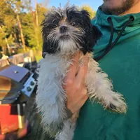 Benson, a male Maltese and Shih Tzu for sale in Allendale, MI – 4 of 6