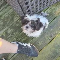 Benson, a male Maltese and Shih Tzu for sale in Allendale, MI – 2 of 6