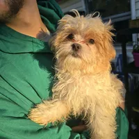 Little Buddy, a male Maltese and Shih Tzu for sale in Allendale, MI – 2 of 5