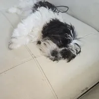 Elliott, a male Maltese and Shih Tzu for sale in Allendale, MI – 3 of 4