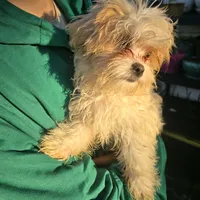 Little Buddy, a male Maltese and Shih Tzu for sale in Allendale, MI – 3 of 5