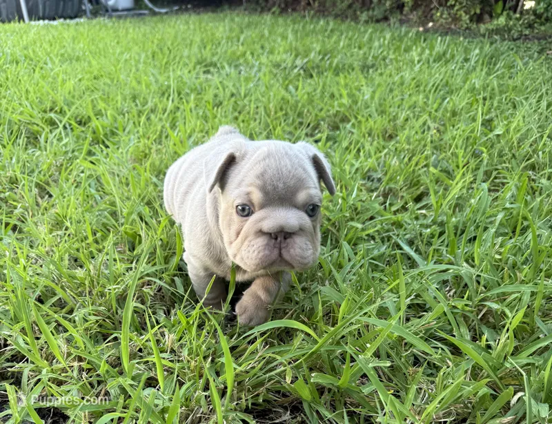 Biscuit – French Bulldog puppy for sale in Jupiter, FL