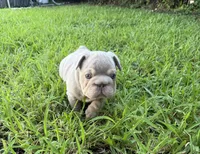 Biscuit, a female French Bulldog for sale in Jupiter, FL – 1 of 10
