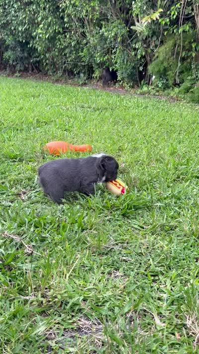 Diamond (Deedee), a female French Bulldog for sale in Jupiter, FL – 10 of 10