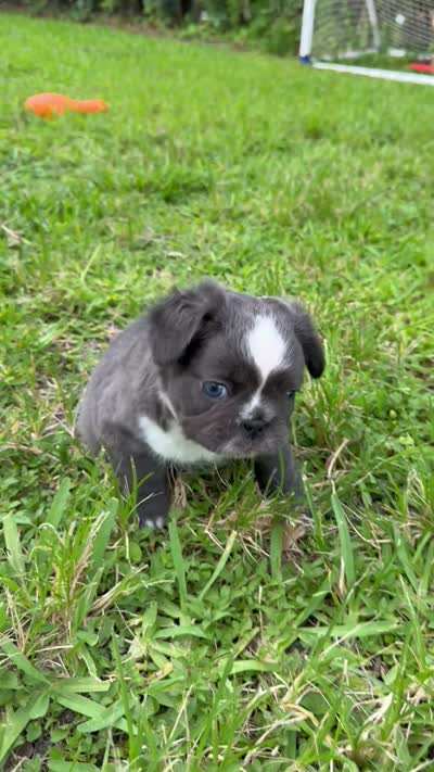 Diamond (Deedee), a female French Bulldog for sale in Jupiter, FL – 9 of 10
