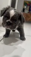 Diamond (Deedee), a female French Bulldog for sale in Jupiter, FL – 3 of 10