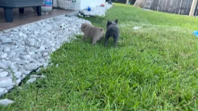 Biscuit, a female French Bulldog for sale in Jupiter, FL – 9 of 10