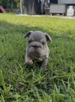 Biscuit, a female French Bulldog for sale in Jupiter, FL – 2 of 10