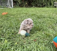 Biscuit, a female French Bulldog for sale in Jupiter, FL – 3 of 10