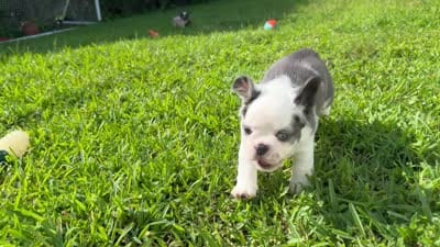 Mrs. Piggy , a female French Bulldog for sale in Jupiter, FL – 7 of 10