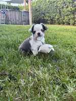 Mrs. Piggy , a female French Bulldog for sale in Jupiter, FL – 3 of 10