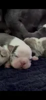 Mrs. Piggy , a female French Bulldog for sale in Jupiter, FL – 6 of 10