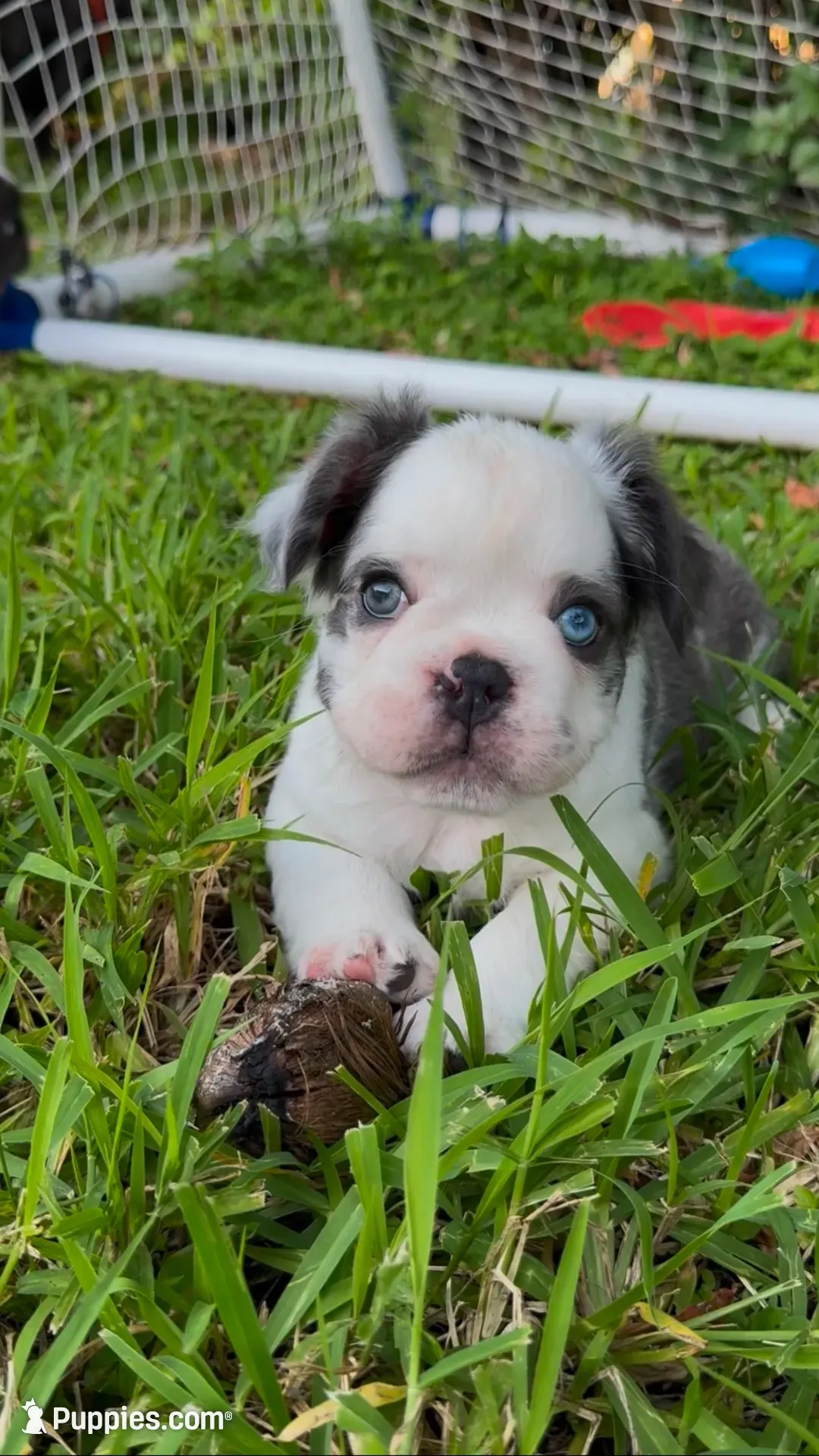 Mrs. Piggy , a female French Bulldog for sale in Jupiter, FL – 1 of 9