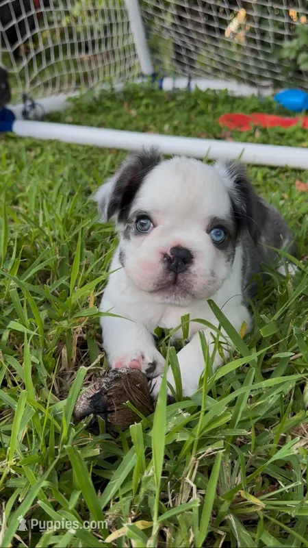 Mrs. Piggy  – French Bulldog puppy for sale in Jupiter, FL