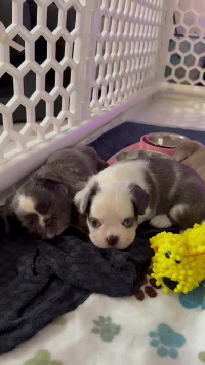 Diamond (Deedee), a female French Bulldog for sale in Jupiter, FL – 8 of 10