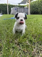 Mrs. Piggy , a female French Bulldog for sale in Jupiter, FL – 2 of 10