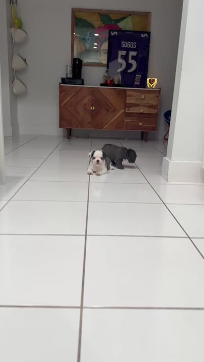 Mrs. Piggy , a female French Bulldog for sale in Jupiter, FL – 10 of 10