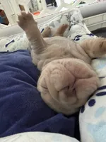 Biscuit, a female French Bulldog for sale in Jupiter, FL – 5 of 10