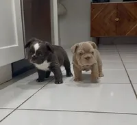 Diamond (Deedee), a female French Bulldog for sale in Jupiter, FL – 5 of 10