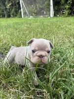Biscuit, a female French Bulldog for sale in Jupiter, FL – 6 of 10