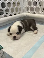 Mrs. Piggy , a female French Bulldog for sale in Jupiter, FL – 4 of 10