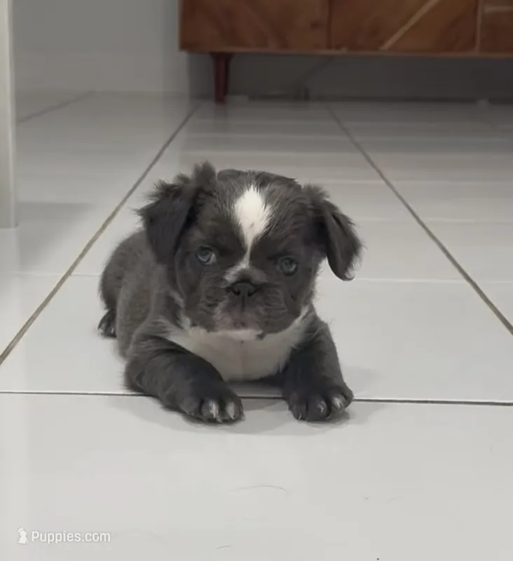 Diamond (Deedee), a female French Bulldog for sale in Jupiter, FL – 1 of 10