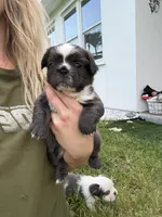 Diamond (Deedee), a female French Bulldog for sale in Jupiter, FL – 4 of 10