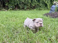 Biscuit, a female French Bulldog for sale in Jupiter, FL – 4 of 10