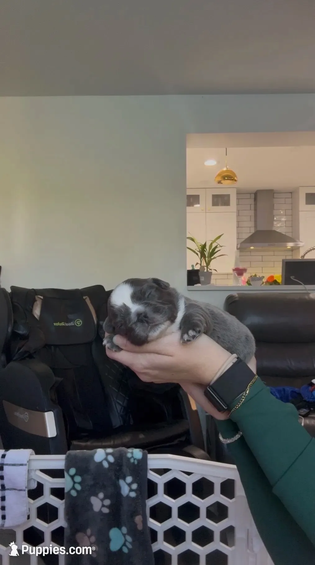 Diamond (Deedee), a female French Bulldog for sale in Jupiter, FL – 7 of 10